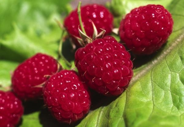 9. Quả mâm xôi: Quả mâm xôi chứa lượng rất cao chất xơ giúp ích cho tiêu hóa. Nó còn giàu vitamin C, magiê, canxi và chứa 45calo/100g.