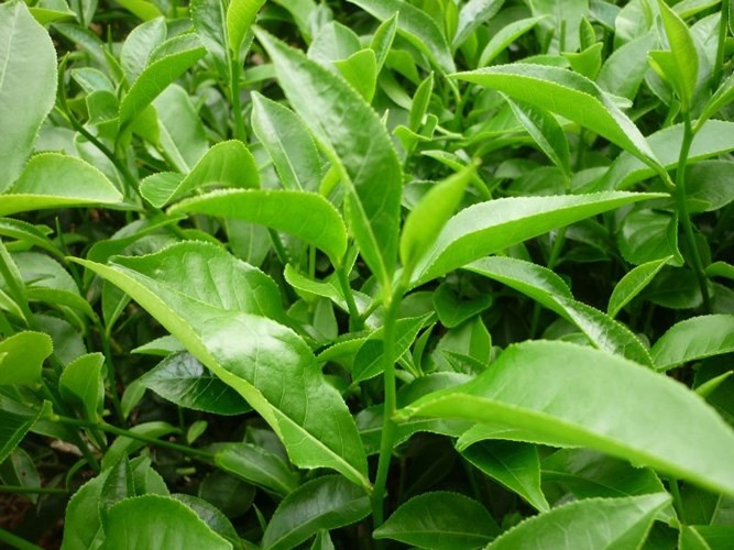 2. Lá trà: Trà hầu như không chứa calo (1calo/100g) và có mức độ no rất thấp. Ngoài ra, chất polyphenols hỗ trợ đốt cháy chất béo, và trà còn có tính lợi tiểu giúp loại bỏ độc tố.
