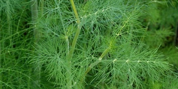 6. Thì là: Thì là chứa rất nhiều loại chất chống oxy hóa, chủ yếu là flavonoid có tác dụng tiêu diệt các gốc tự do.