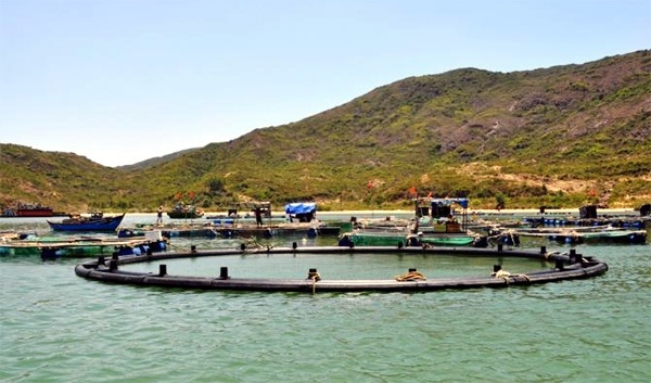 Nuoi ca giua bien khoi, mo nguon thu ty USD hinh anh