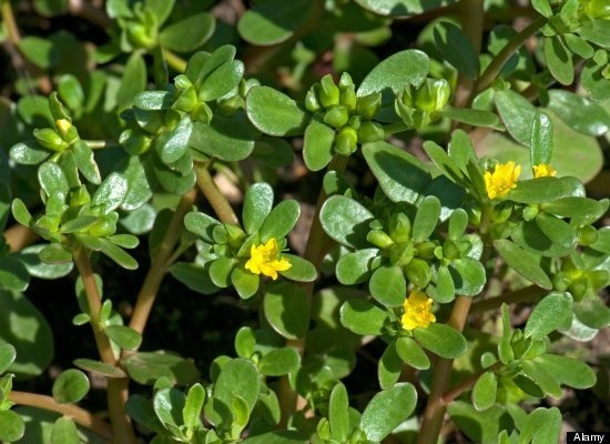 ...kim ngân, rau sam là những vị thuốc trị nấm chân.