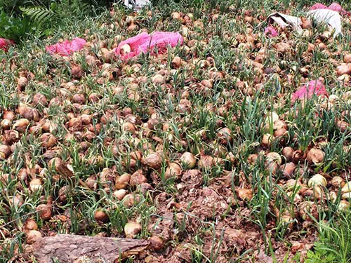 Nông dân Đà Lạt đổ bỏ hành tây hồi tháng 5 và 6.