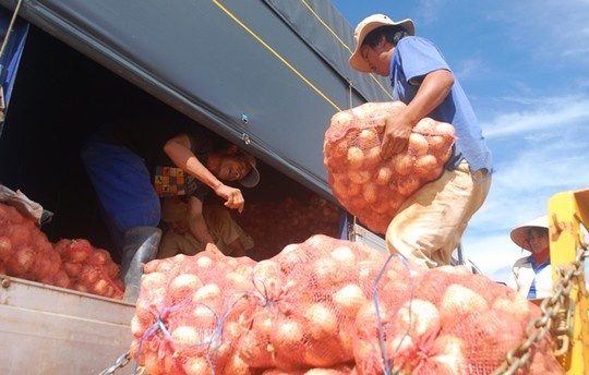 Vua do bo, hanh tay Da Lat tang gia gap 5 lan hinh anh