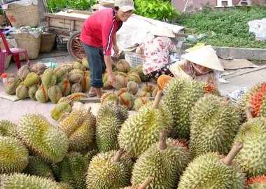 Sau rieng duoc gia, bao ke vuon ham doa thuong lai hinh anh