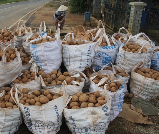 Khoai tay Da Lat khan hiem, hang Trung Quoc ruc rich tran ve hinh anh
