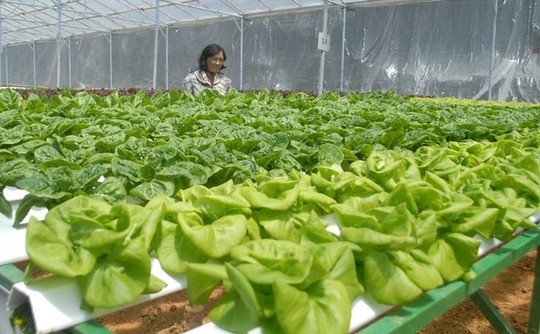 Vuon rau thuy canh bac ty o Da Lat hinh anh