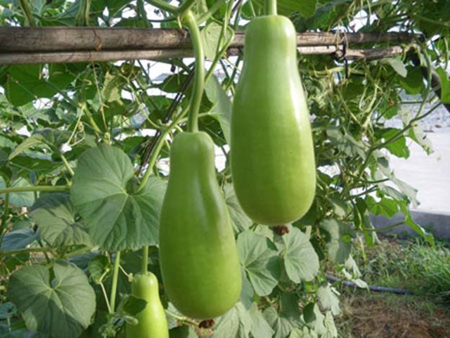 5 ly do ban nen an bau hinh anh