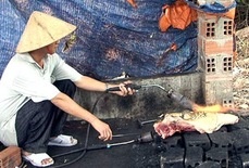 An heo rung o TP HCM coi chung la heo nai hinh anh