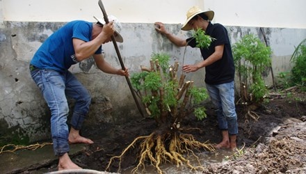 San lung dinh lang hinh anh