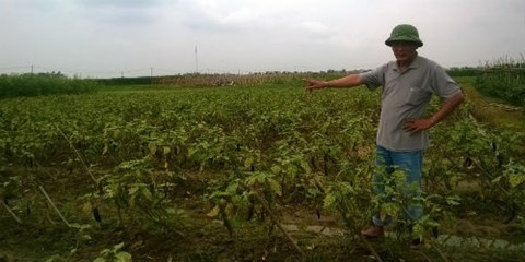 Nong dan trang tay vi giong ca quai di hinh anh