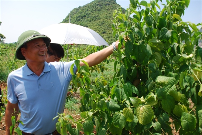 Anh Huy đang kiểm tra quả Sachi.