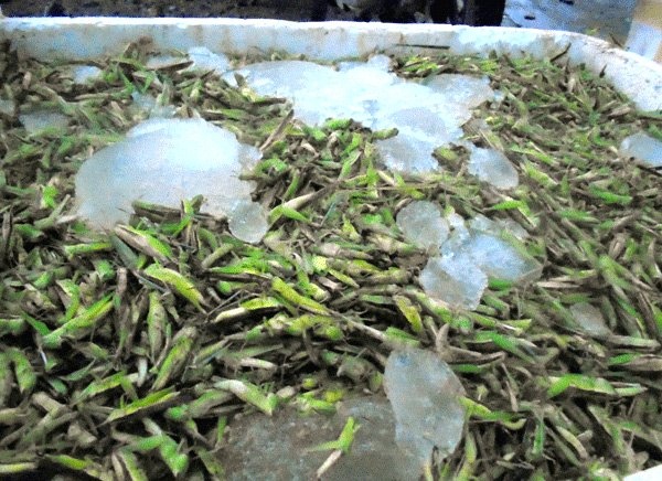 Duong day buon hang tan chau chau uop lanh xuyen Viet hinh anh