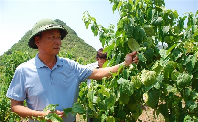 Giong cay moi o Viet Nam: Nong dan dau tien trong Sachi hinh anh