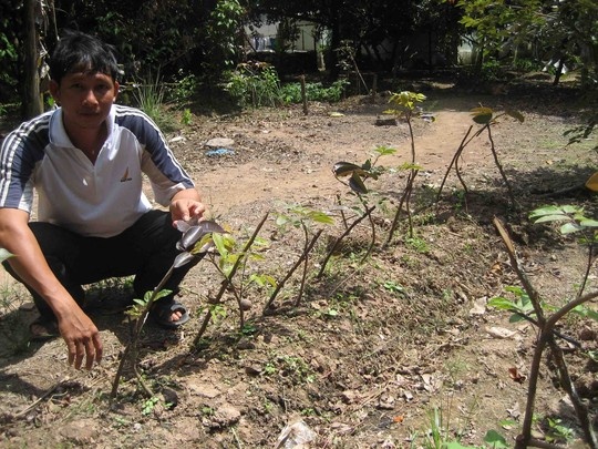 Cây nhãn tím chiết phù hợp với mọi loại đất.