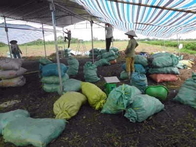 Những bao khoai được phân loại với giá 2.500đồng/bao.