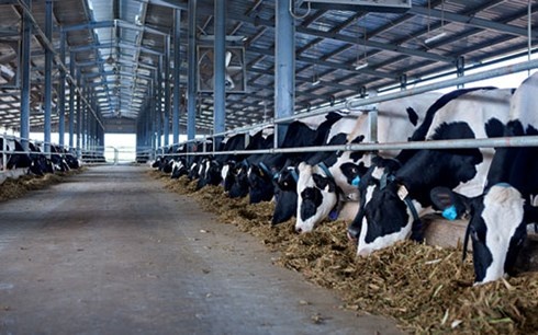 Cac ong lon o at dau tu vao nong nghiep Viet Nam hinh anh