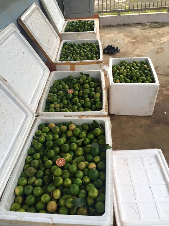 5 thùng chanh đào Hà Nội được anh Sơn nhập từ Hà Nội.