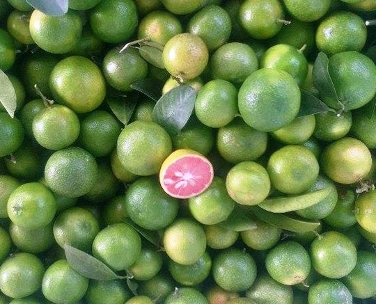 Chanh dao Ha Noi gap han o xu ngan hoa hinh anh