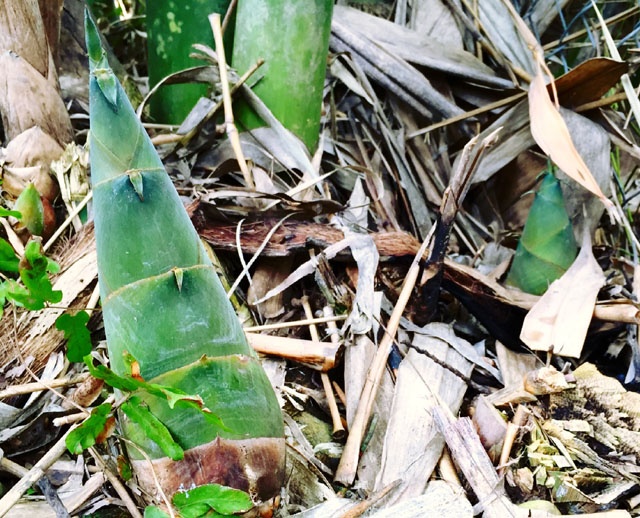 Măng tre mỡ, vỏ xanh, thân tròn múp míp.