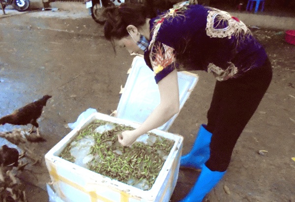 Chị Hoa kiểm tra chất lượng châu chấu trước khi sơ chế.