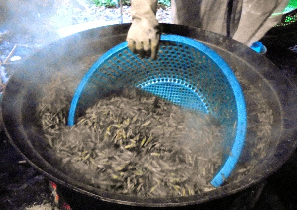 Luộc châu chấu để loại bỏ bớt mùi tanh.