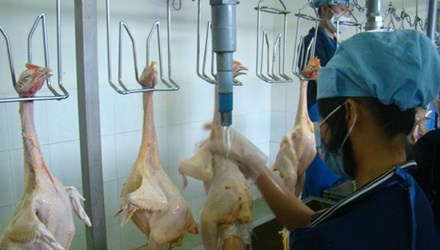 Ga My nhap vao Viet Nam: Nguoi chan nuoi dieu dung hinh anh