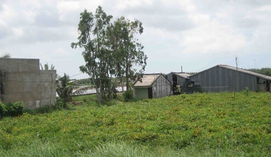 Dây thuốc cá hiện đang được trồng khá nhiều ở ĐBSCL.