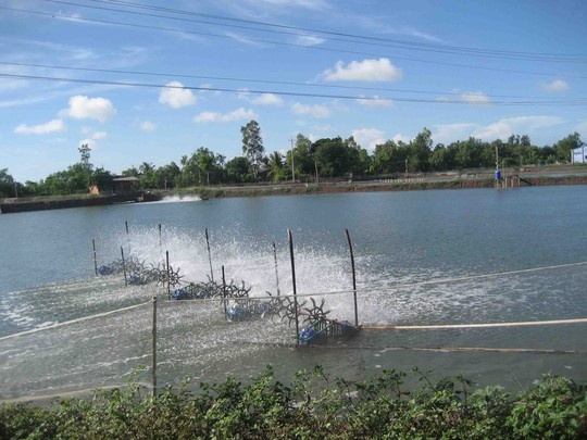 Soc Trang: Nguoi dan dua nhau trong day thuoc ca hinh anh