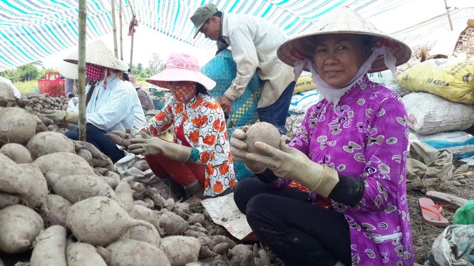 2 kg khoai lang bang ly tra da, dung xiet no nong dan hinh anh