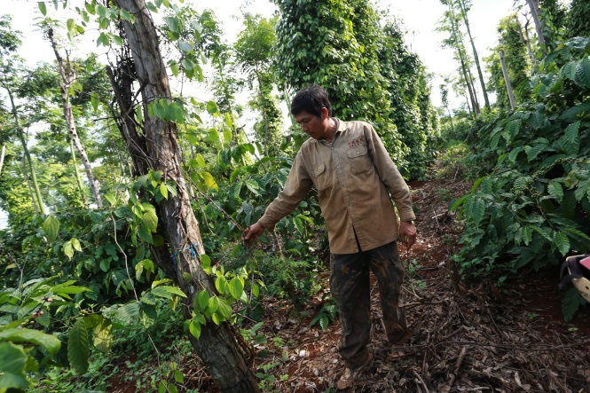 Một chủ vườn tiêu ở thôn Kim Châu, xã Đray Bhăng, Đắk Lắk bị cắt hàng chục trụ tiêu trong một đêm.
