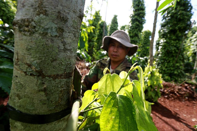 Cuong buc bao ke vuon tieu hinh anh