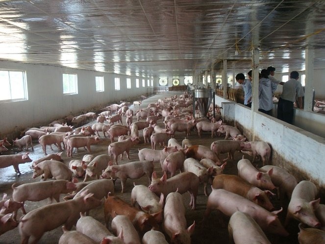 Canh giac voi chieu lua xung danh  tap doan Viet Nam - Cuba hinh anh