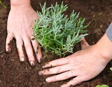 Trong gia vi chau Au tren dat Sai Gon hinh anh