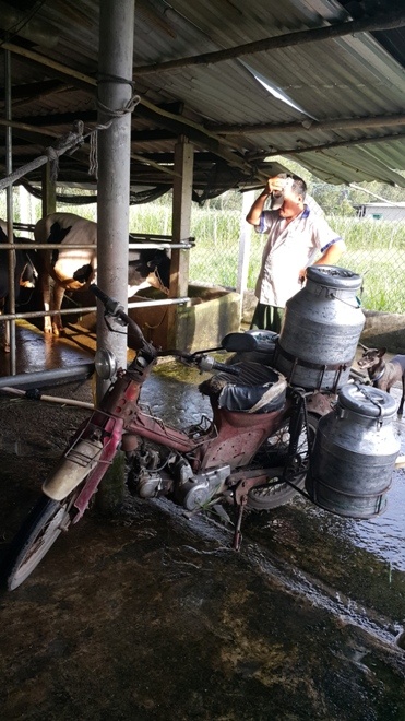 Người nuôi bò sữa không có cơ hội với tới dây chuyền công nghệ cao.