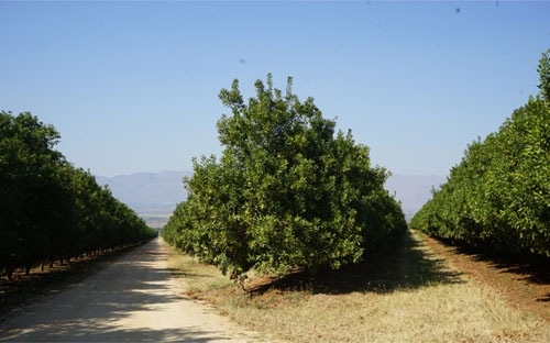 Quoc gia so 1 ve mac ca: Nam Phi khong an may hinh anh