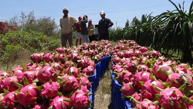 Thu hoạch thanh long tại nhà vườn ở huyện Hàm Thuận Nam (Bình Thuận). Đa số thanh long sau khi thu hoạch được thương lái thu mua xuất sang Trung Quốc.