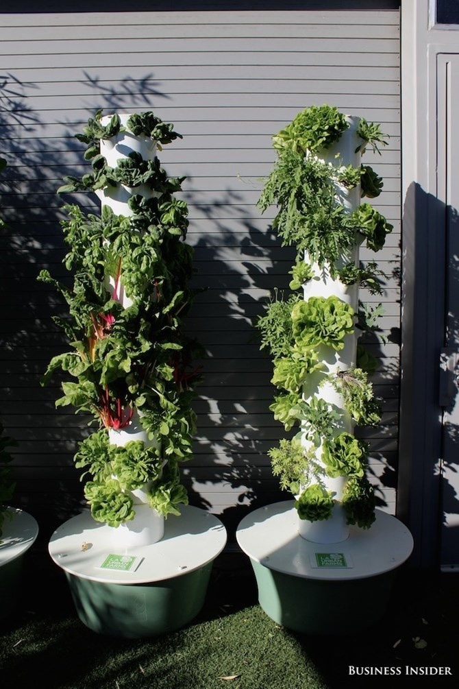 Khu vườn này được cung cấp bởi nước có thể tái chế. Nhân viên có thể thoái mái mang rau về nhà dùng.