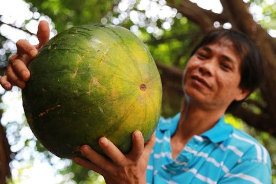 Dua hau de nua nam van tuoi, bo ra boc mui hinh anh