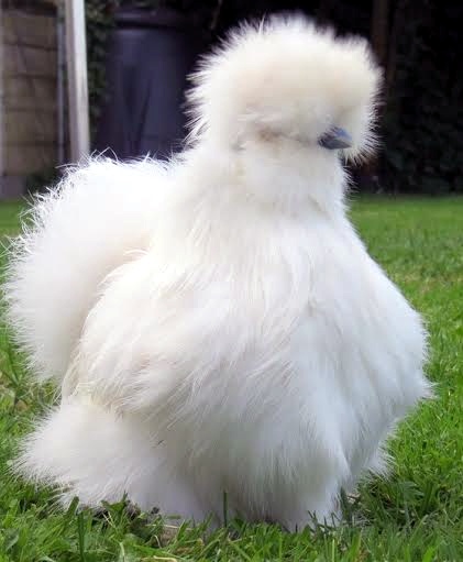 Gà trưởng thành có giá 10 triệu đồng/con song vẫn khan hàng.