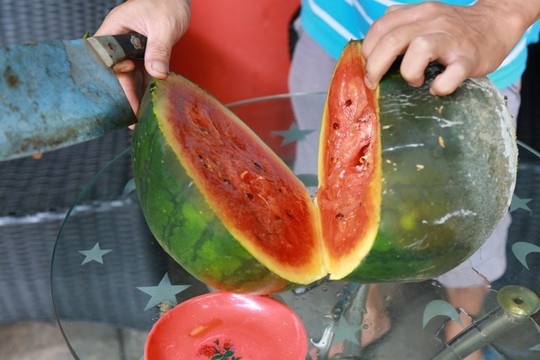 Hơn nửa năm ruột dưa vẫn đỏ và một số chỗ rỉ nước vàng.