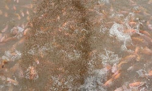 Anh Phước cho cá ăn thức ăn công nghiệp và đậu tằm ngâm.