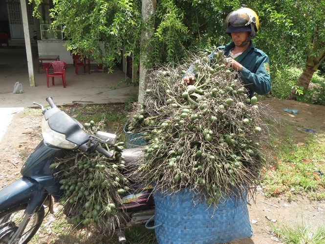 Nghe treo cay an tien hinh anh