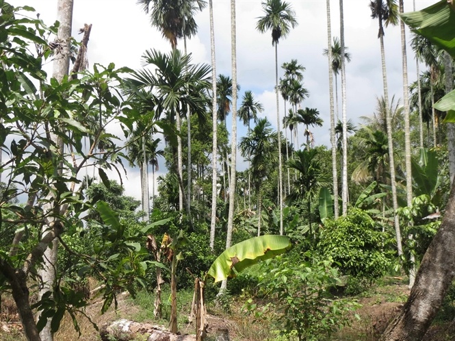 Những vườn cau còn lại tại tỉnh Hậu Giang.