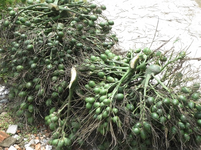 Việc thu gom cau non ngày nào cũng diễn ra thật sôi động.