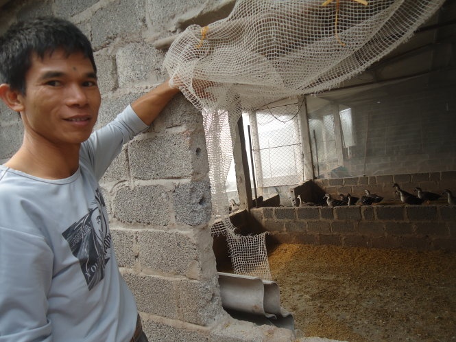 Ông Tô Quang Dần, chủ trang trại vịt trời ở Bắc Giang (ảnh nhỏ).