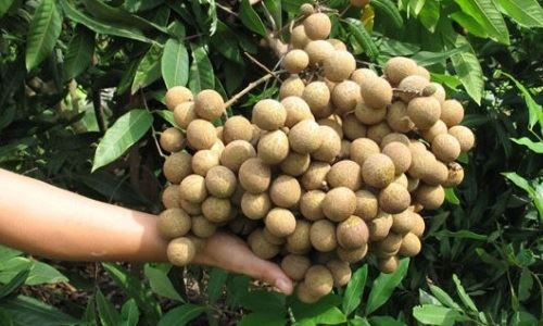 2 tan nhan Hung Yen dau tien xuat di My hinh anh