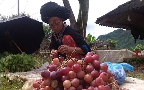 Lai Chau: Nguoi dan dua nhau ban nho khong ro nguon goc hinh anh