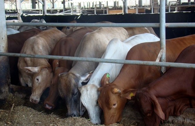 Bo Uc khong ngon an hinh anh