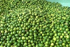 Thuong lai ngung mua, nguoi trong chanh khoc rong hinh anh