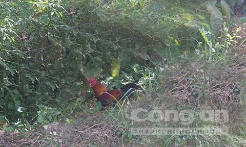 Một chú gà mồi đang dụ gà rừng đến.